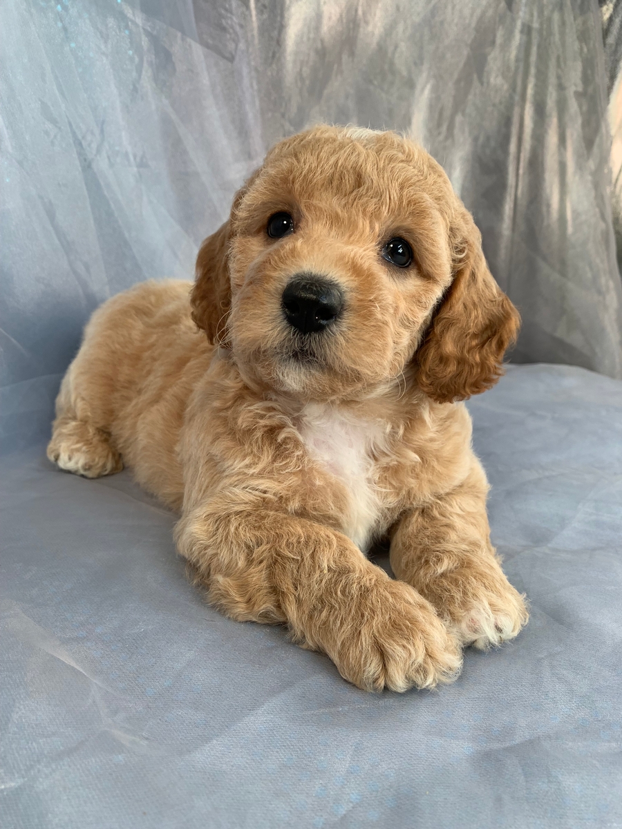 Male Bichon Poodle Puppy for Sale DOB 6-18-2022, $1200